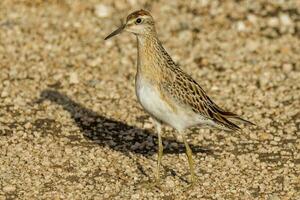 scherpe staart strandloper in australasia foto