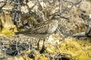 scherpe staart strandloper in australasia foto