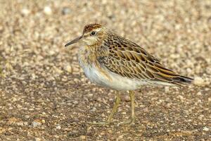 scherpe staart strandloper in australasia foto