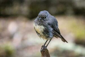 zuiden eiland Robin in nieuw Zeeland foto