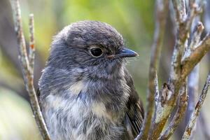 zuiden eiland Robin in nieuw Zeeland foto