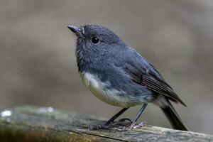 zuiden eiland Robin in nieuw Zeeland foto