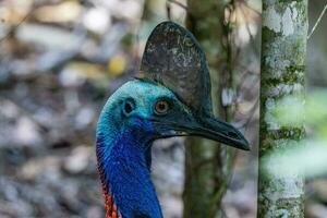 zuidelijk casuaris in Australië foto