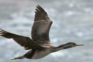 gevlekte shag in nieuw Zeeland foto