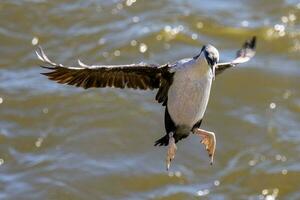 gevlekte shag in nieuw Zeeland foto