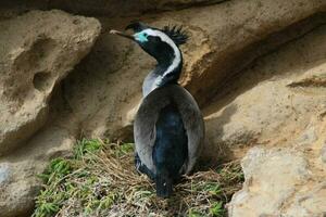 gevlekte shag in nieuw Zeeland foto