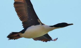 stewart eiland shag in nieuw Zeeland foto