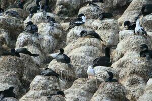 stewart eiland shag in nieuw Zeeland foto