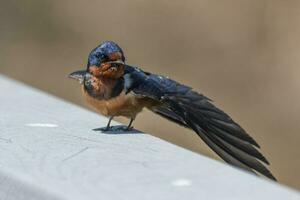 schuur slikken vogel foto