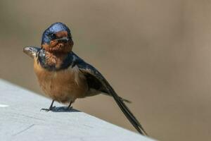 schuur slikken vogel foto