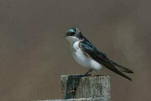 boom slikken vogel foto