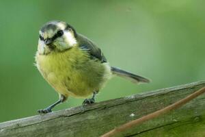 blauw tit in Engeland foto