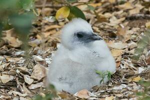 roodstaart keerkringvogel in Australië foto