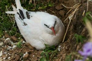 roodstaart keerkringvogel in Australië foto