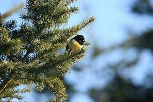 zuiden eiland tomtit foto