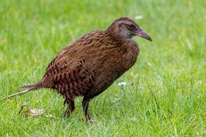 weka endemisch het spoor van nieuw Zeeland foto