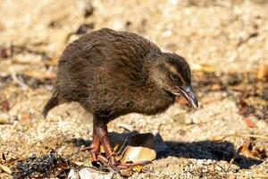 weka endemisch het spoor van nieuw Zeeland foto