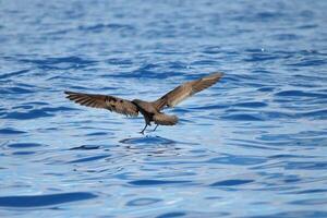 wigstaart pijlstormvogel in australasia foto