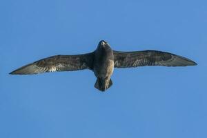 westland stormvogel in nieuw Zeeland foto