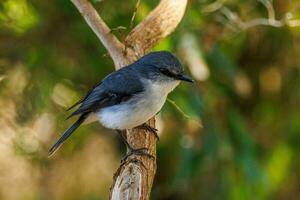 witborst Robin in Australië foto