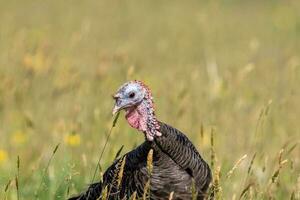 wild kalkoen vogel foto