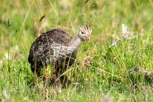 wild kalkoen vogel foto