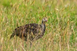 wild kalkoen vogel foto