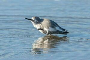 wrybill endemisch naar nieuw Zeeland foto