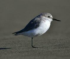 wrybill endemisch naar nieuw Zeeland foto