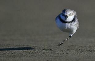 wrybill endemisch naar nieuw Zeeland foto