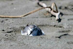 wrybill endemisch naar nieuw Zeeland foto