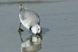 wrybill endemisch naar nieuw Zeeland foto