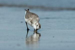 wrybill endemisch naar nieuw Zeeland foto