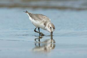 wrybill endemisch naar nieuw Zeeland foto