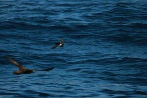 Wilson's storm stormvogel foto