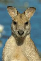 behendig wallaby in Australië foto