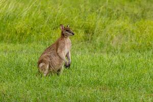 behendig wallaby in Australië foto