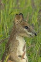 behendig wallaby in Australië foto