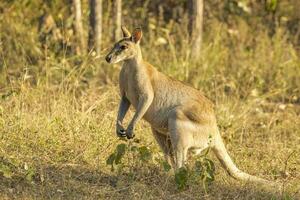 behendig wallaby in Australië foto