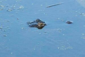 alligator in Verenigde Staten van Amerika foto