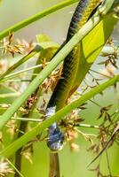 Australisch groen boom slang foto