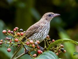 vrouw Australisch fig vogel foto