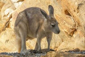 zwartvoetig rots wallaby in Australië foto