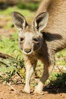 oostelijke grijze kangoeroe foto