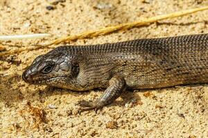 koning skink van Australië foto