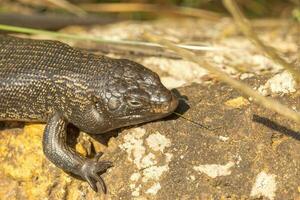 koning skink van Australië foto