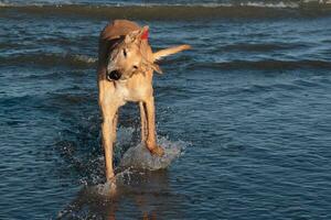 schattig windhond hond foto