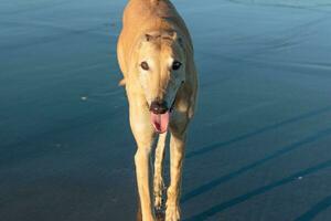 schattig windhond hond foto