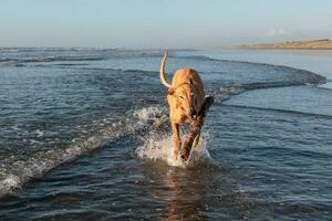 schattig windhond hond foto