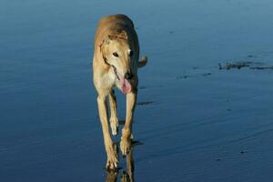 schattig windhond hond foto